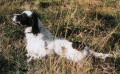 Setter Anglais BELL DELLA GEMINIOLA Setter Anglais BELL DELLA GEMINIOLA